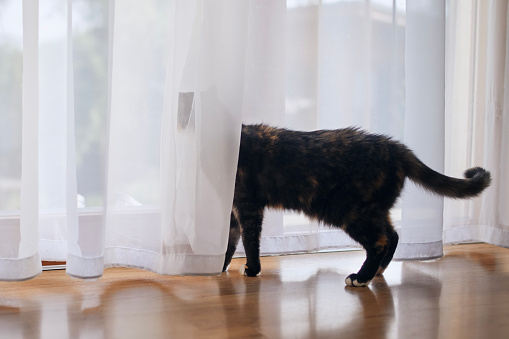 Sad cat behind curtain looking out of window and waiting for his pet owner.