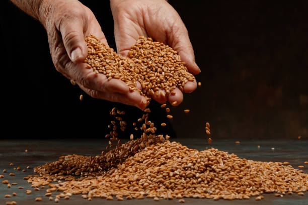 istock Wheat grains in hands on a dark background. 1408230220