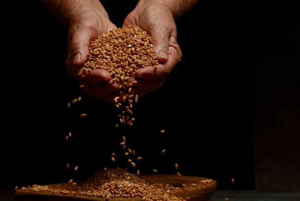istock Wheat grains in hands on a dark background. 1408230415