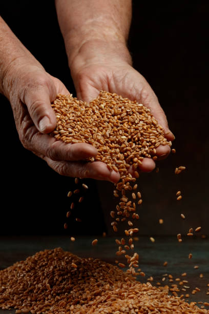 istock Wheat grains in hands on a dark background. 1408230452