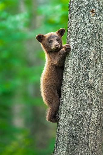 A black bear cub climbs a tree in the boreal forest. Black bears come in more colors than any other mammal, which includes the cinnamon brown color of this black bear cub.