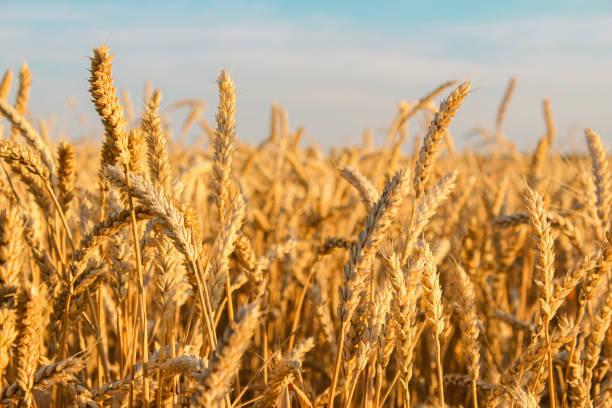 istock Ears of wheat in a grain field 1408235338