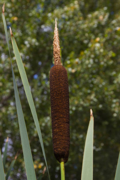 istock Aquatic Herbaceous Plant Typha - Typha Planta Herbacea Acuatica 1408235480
