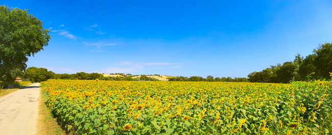 Sunflower field in summer day, panoramic view