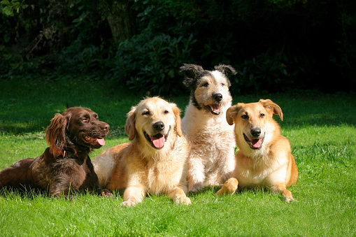 Group of four happy dogs laying in the grass