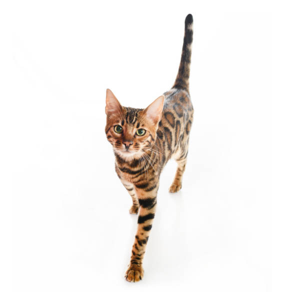 3,259 Bengali Cat Stock Photos, Pictures & Royalty-Free Images - iStock