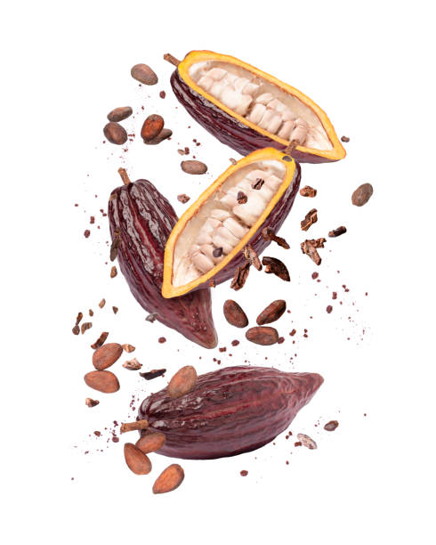 ココアフルーツ、カカオ豆、カカオニブ、チョコレートパウダーが空中を飛んで白く隔離されています - falling beans ストックフォトと画像