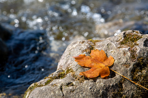 Autumn colored maple eaf on a rock in a river with copy space