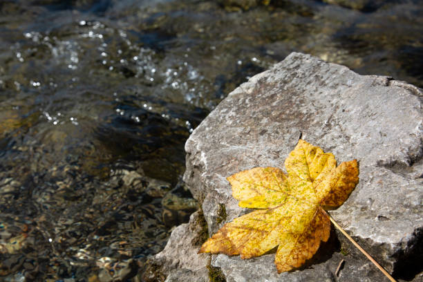 istock Autumn colored maple eaf on a rock in a river with copy space 1408237962
