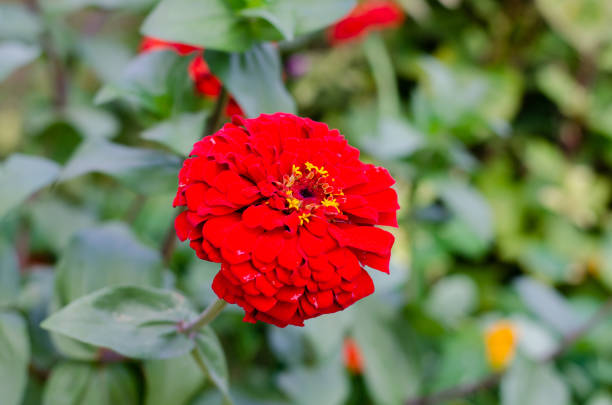 Flower bed. Red chrysanthemum. Japanese flower.