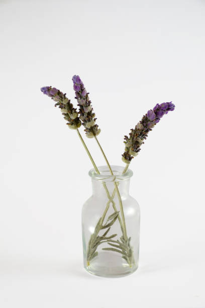 istock Lavender Stems in Glass Jar 1408238384