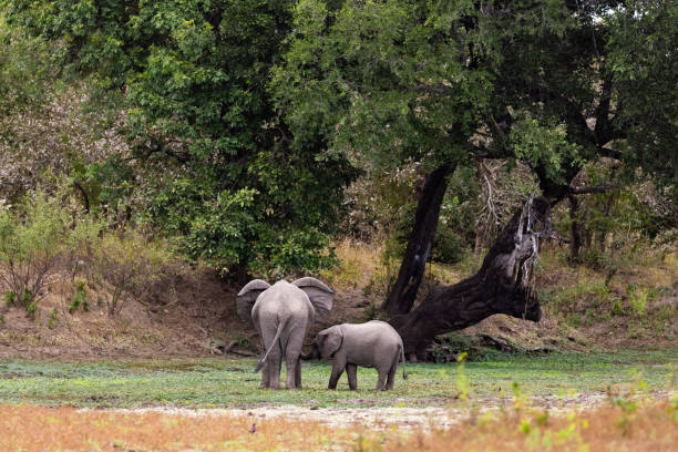 istock African elephants in their natural habitat 1408239033