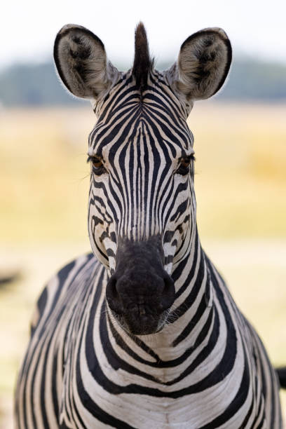 istock African Zebra in its natural habitat 1408239034
