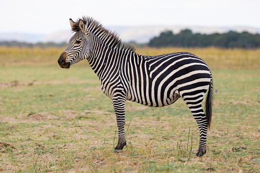 Zebra in Kenya in the savannah, Africa. Zebras are African equines with distinctive black-and-white striped coats. Family Equidae