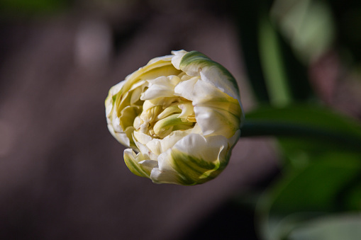 Macrophotography of a beautiful blooming flower of the vegetable artichoke. Color editing. Selective focus. Part of a series.