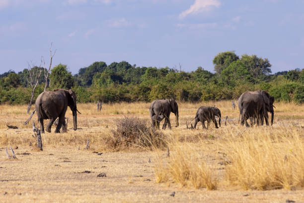 istock African elephants in their natural habitat 1408239137