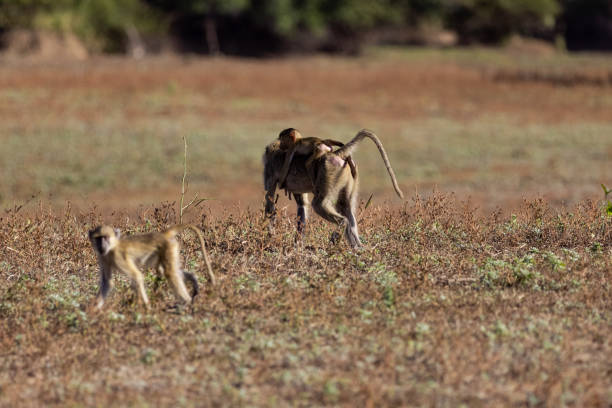 istock Family of Baboon monkeys 1408239139
