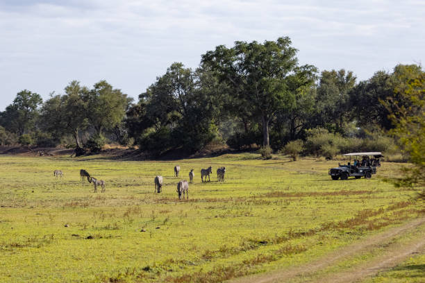 istock African Zebras in their natural habitat 1408239147