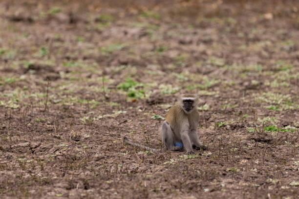 istock Small Vervet primate sitting in the grass 1408239181