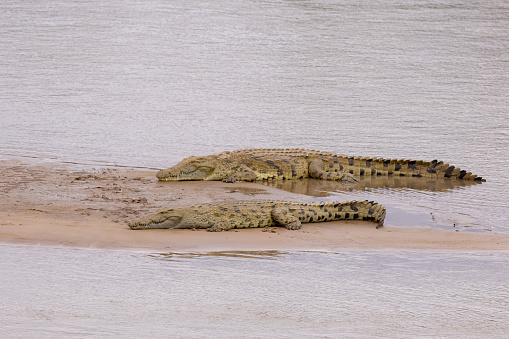 Two crocodiles exiting the pond and resting on the shore in wildlife nature reserve in Africa