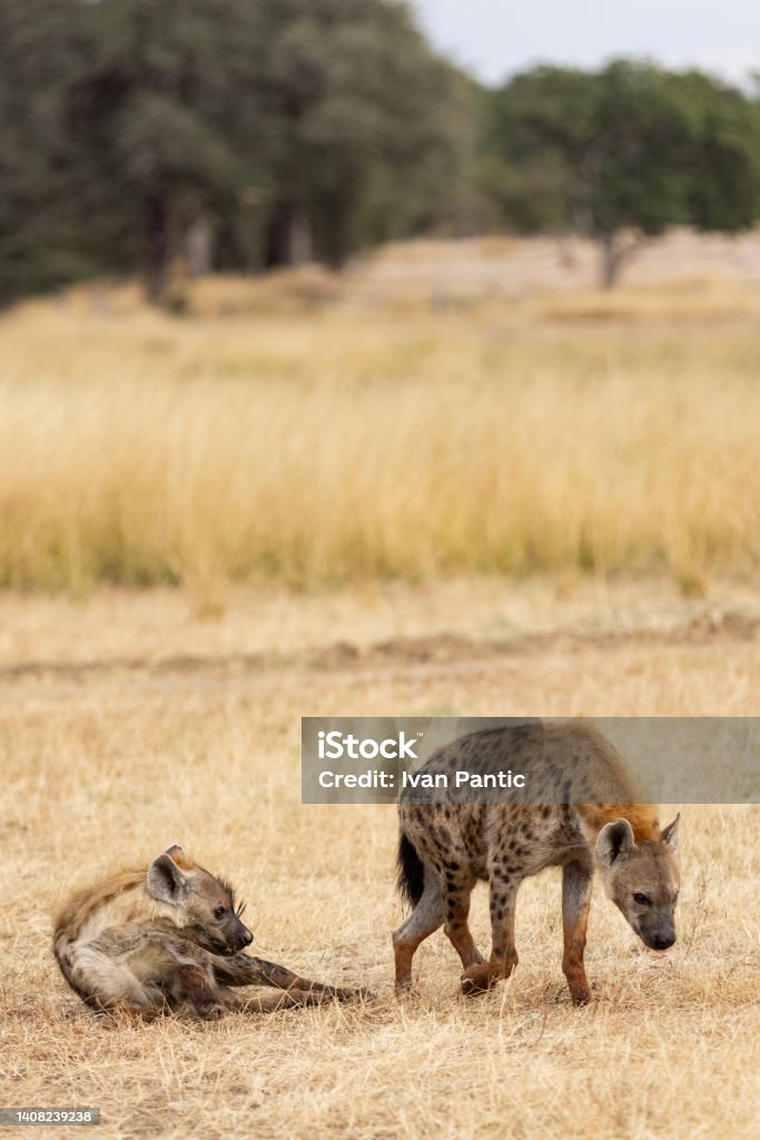Wild African spotted hyenas in its natural habitat Two African spotted hyenas, one of famous African predators wandering around the wildlife nature reserve in Africa Africa Stock Photo