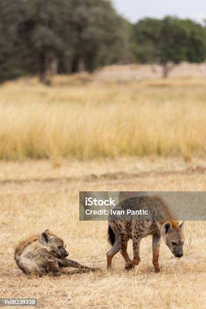 Wild African Spotted Hyenas In Its Natural Habitat Stock Photo - Download Image Now - Africa, Animal, Animal Behavior