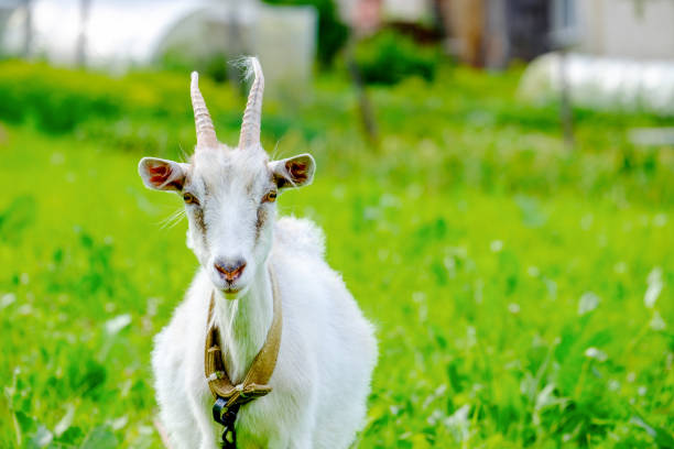 istock Horned goat portrait livestock 1408239491