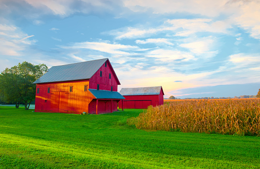 Barn-Red barn-Corn field-Tipton County Indiana
