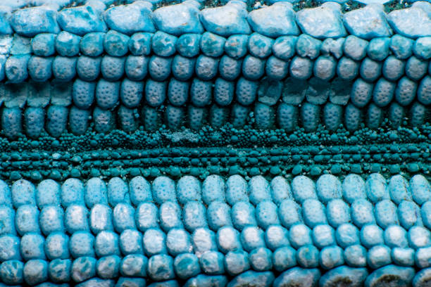 istock Turquoise starfish texture closeup. Marine background. 1408240945