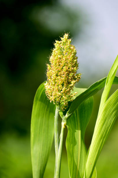istock Sorghum green corn in the farm 1408241167