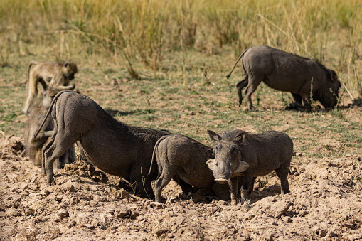 Pack of African wild boars digging through the ground and looking for something to eat in the wildlife nature reserve in Africa