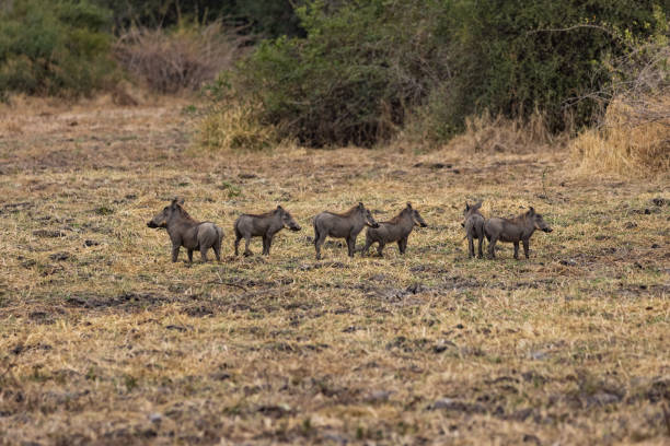 Pack of African wild boars standing together on the ground and checking their surroundings in the wildlife nature reserve in Africa