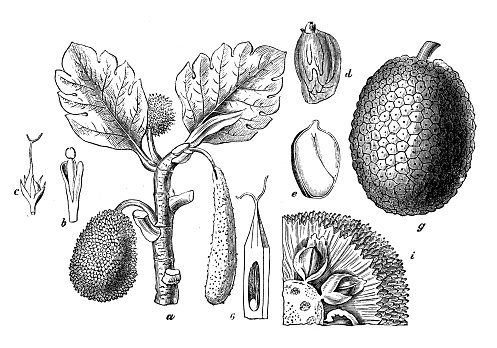 Antique engraving illustration: Breadfruit, Artocarpus altilis