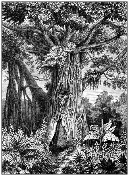 Antique engraving illustration: Ficus religiosa, sacred fig