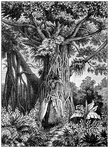 Antique engraving illustration: Ficus religiosa, sacred fig