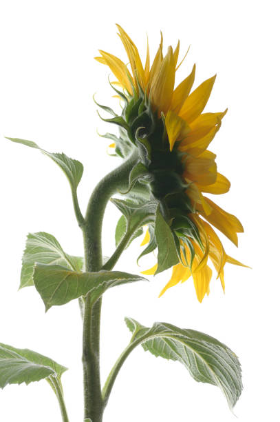 istock Details of Sunflower Shoot in Studio 1408242740
