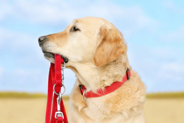 Golden Retriever holding a red leash