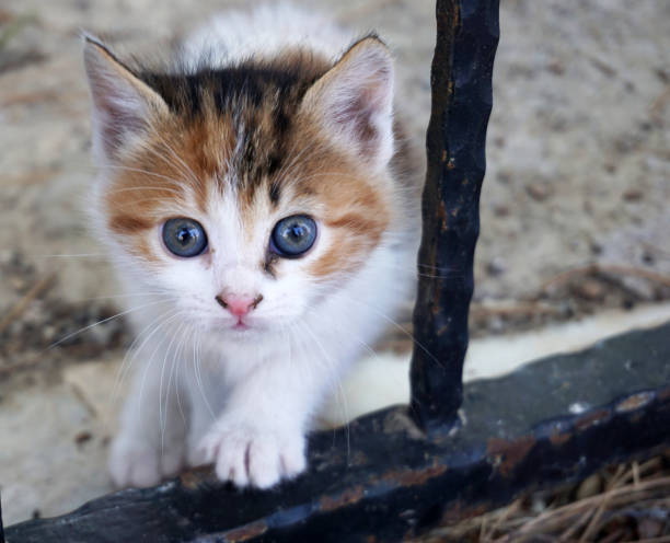 istock Pretty young cat in near plan 1408244759