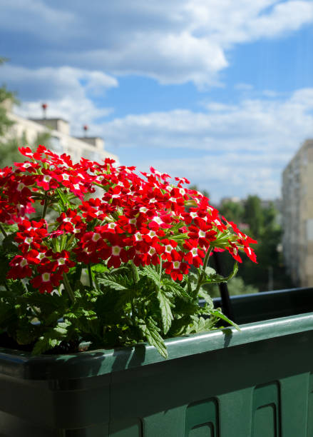 istock Beautiful carnation bush in a decorative box on the balcony. 1408245622