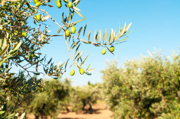 Green olives hang on branchs