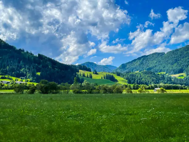 A lush green summer meadow offers a view of the wonderful Tyrolean Alps, in the afternoon in July in Austria