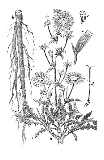 Antique engraving illustration: Common chicory, Cichorium intybus