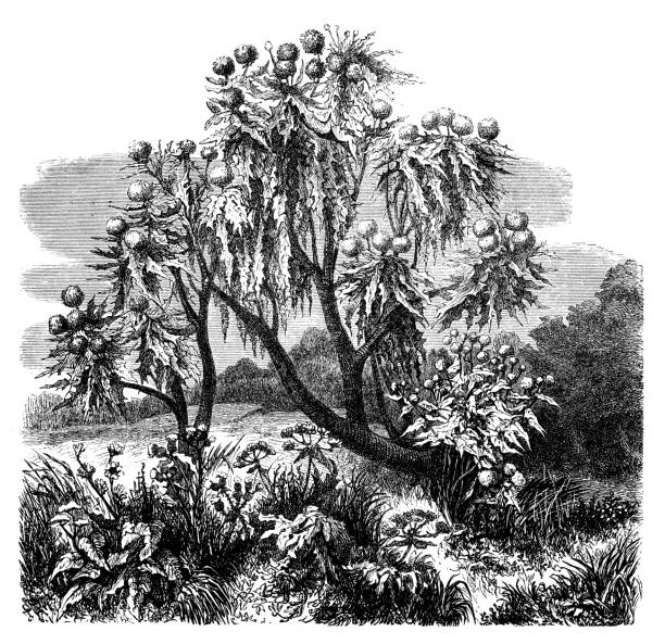 Antique engraving illustration: Echinops giganteus