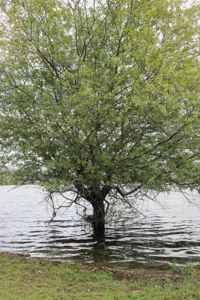 albero sulla riva di un fiume, con le radici coperte dall'acqua a causa dell'aumento della portata dovuto alle piogge. - weather vane foto e immagini stock