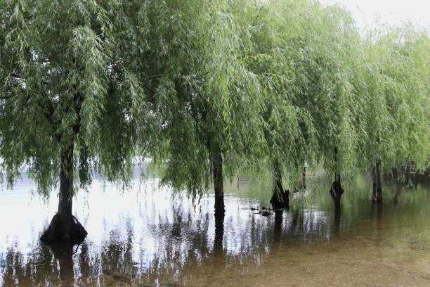 immagine di alberi coperti dall'acqua presso le sorgenti calde di aquis querquennis, mentre aprono le porte del vicino serbatoio. - weather vane foto e immagini stock