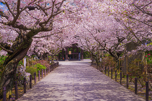 Cherry blossoms in the full bloom of the Junkong temple. Shooting Location: Kamakura City, Kanagawa Prefecture