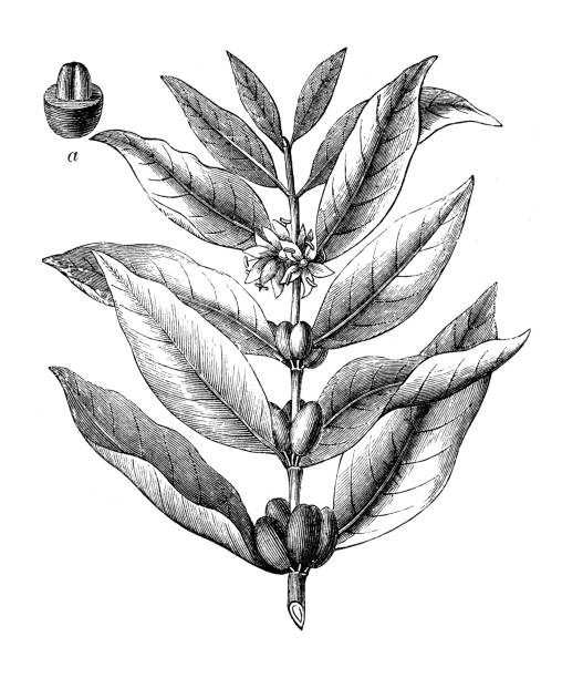 Antique engraving illustration: Coffea Arabica, Coffee