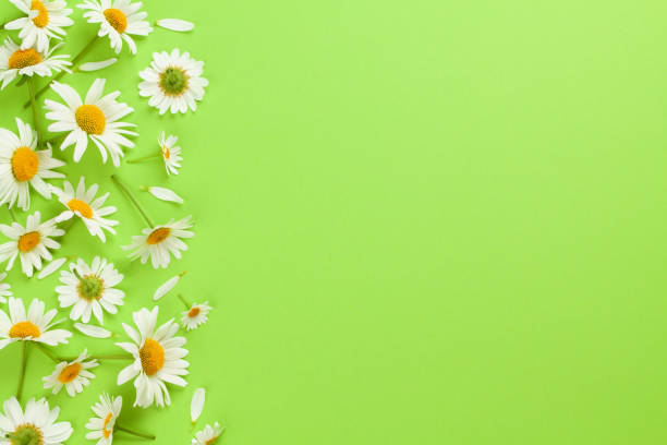 istock Chamomile garden flowers on green background 1408249058