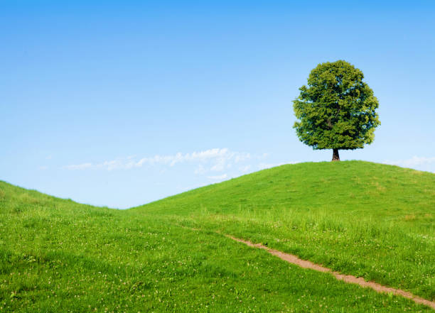 istock Beautiful hills, blooming meadows and lonely tree 1408249153