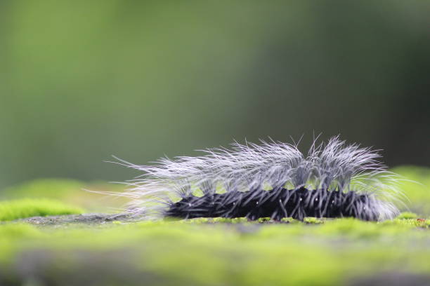istock Macrobrochis gigas caterpillar from the side 1408249179